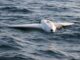 Drone rusești găsite în derivă lângă Neptun Deep au fost distruse de Armata Română